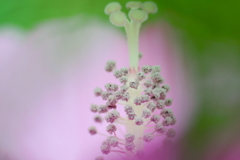 芙蓉の花柱