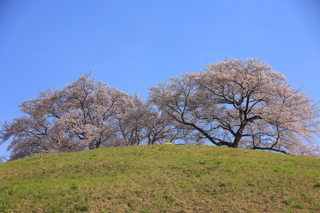 桜見上げて