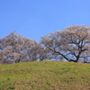 桜見上げて