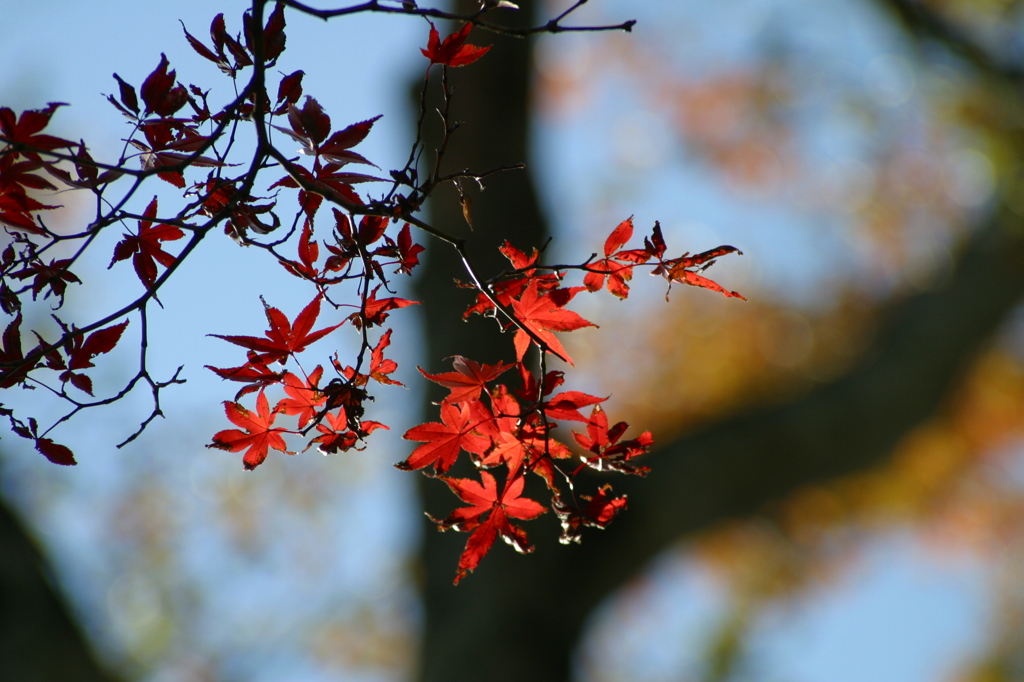 紅葉