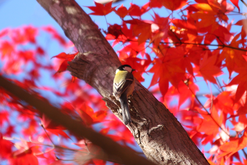 紅葉と四十雀