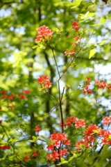 山のツツジ