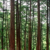 山林