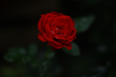 梅雨明け前の薔薇