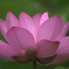 蓮の花