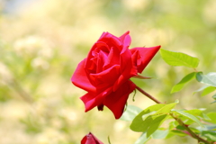 ５月の薔薇