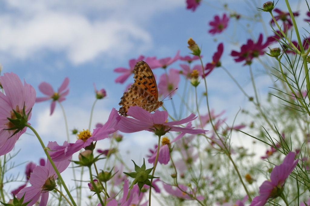 蝶が来た秋桜