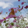 蝶が来た秋桜