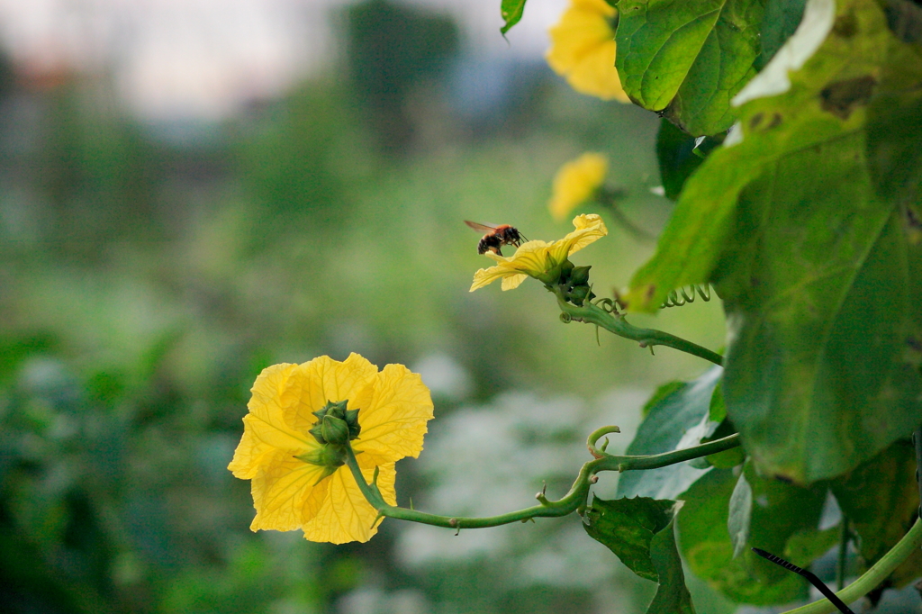 カボチャ菜園