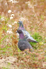 野原の家鳩