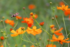 花を旅する蝶蛾３