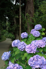 紫陽花の林道