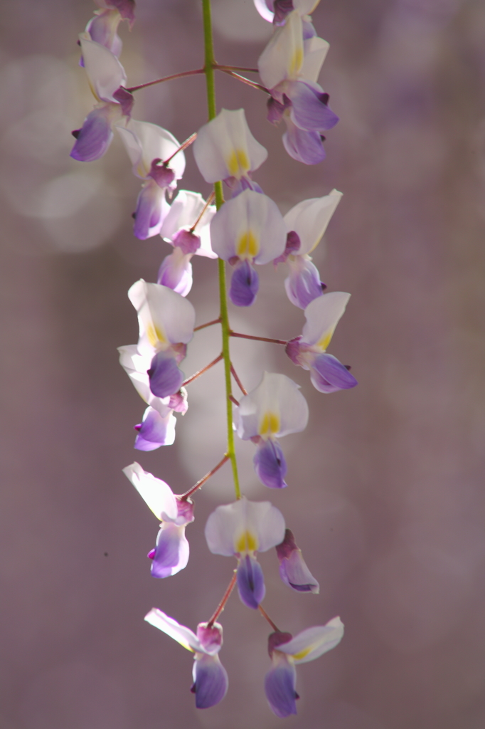 藤の花