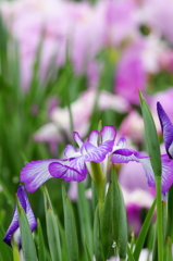 菖蒲彩り