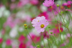 秋桜咲く