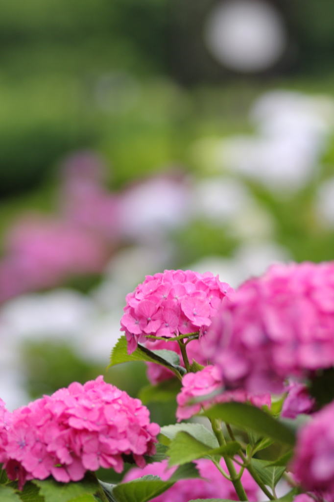 公園の紫陽花