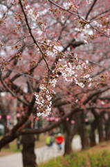 祭待つ桜通り