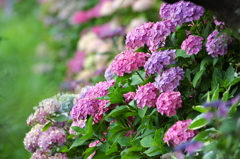 紫陽花の生け垣