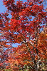 青天の紅葉