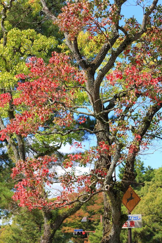 紅葉初め