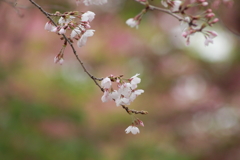 春の主役