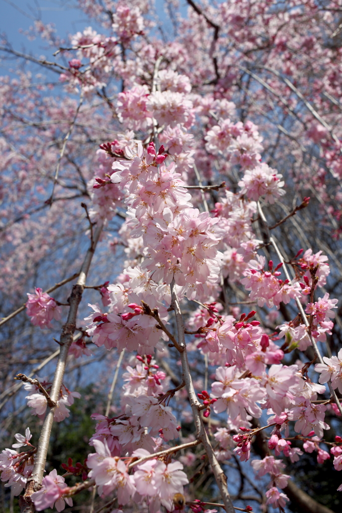 枝垂れ桜