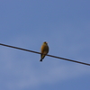 高い電線で
