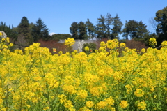 菜の花の里