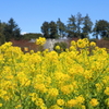菜の花の里