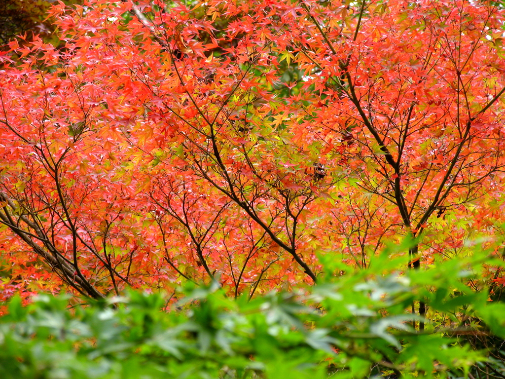 青い葉と紅葉 By うすのこ Id 写真共有サイト Photohito