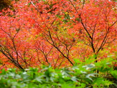 青い葉と紅葉
