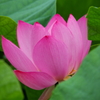 葉の間の蓮華