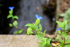 露草と小アブ