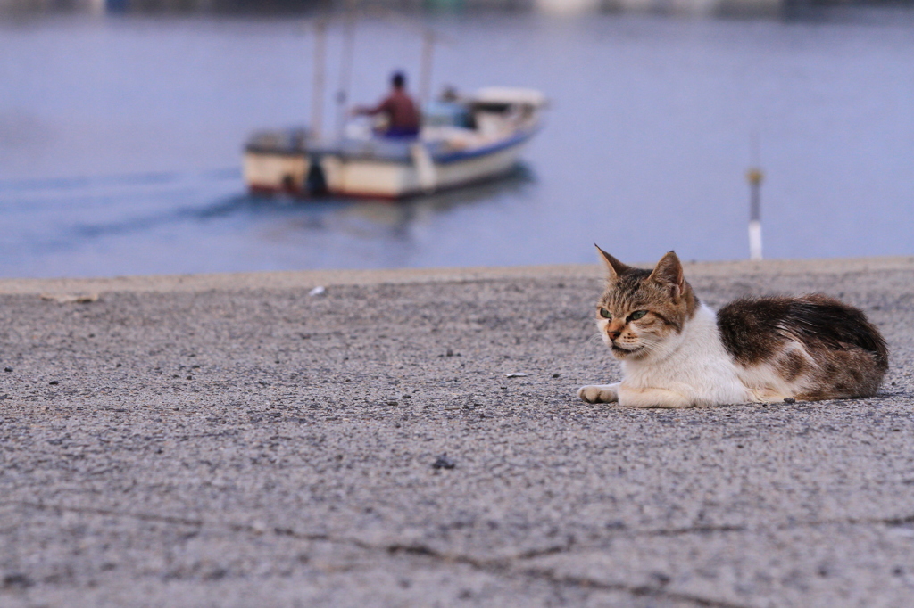 猫のひととき