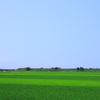 Green Stripe