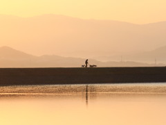 金色の散歩道