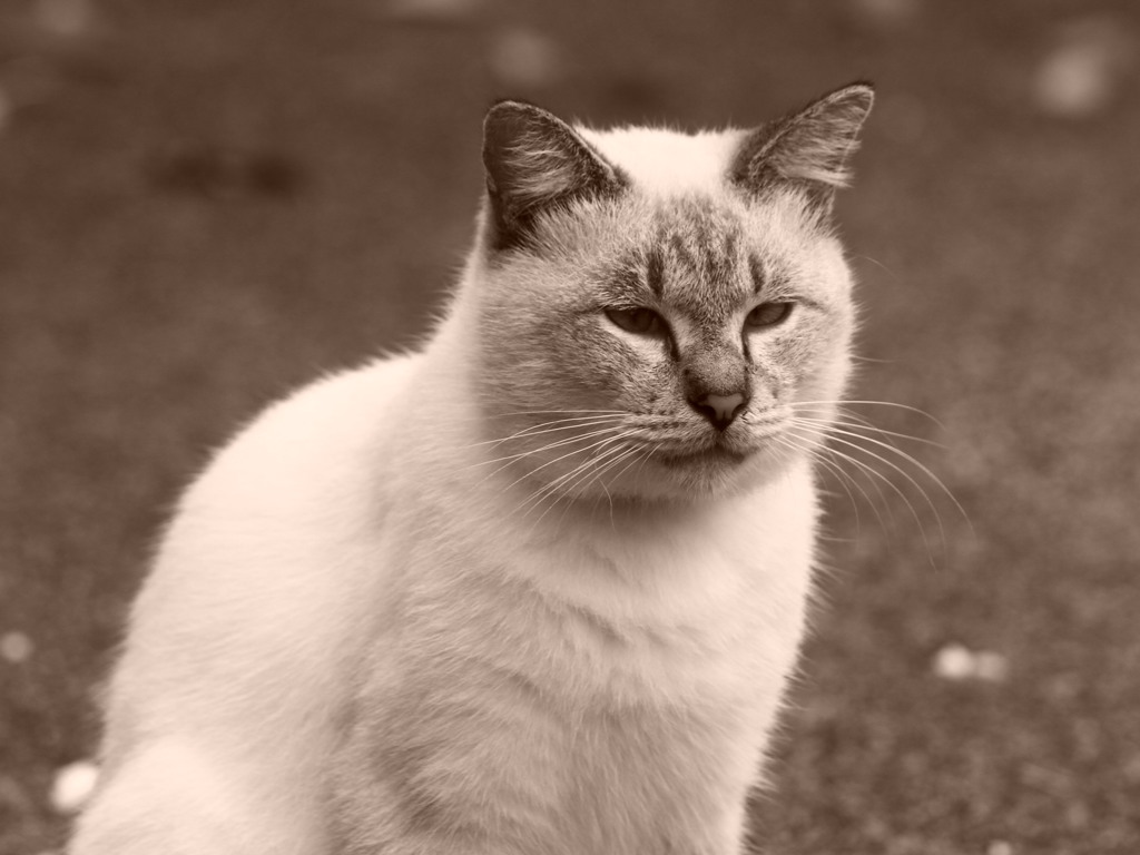 吾輩は猫である