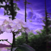 紫陽花の奥に広がる世界