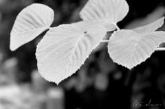 IMG_0095