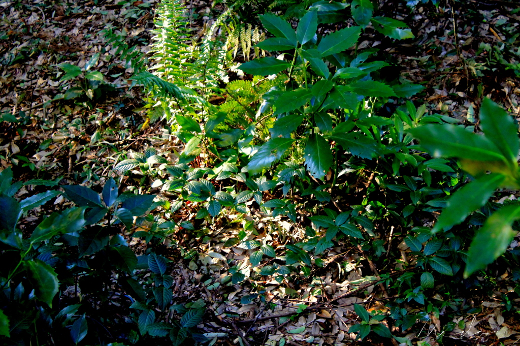 IMG_0109