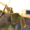 IMG_0031