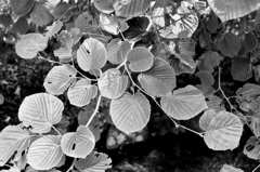 IMG_0081