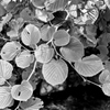 IMG_0081
