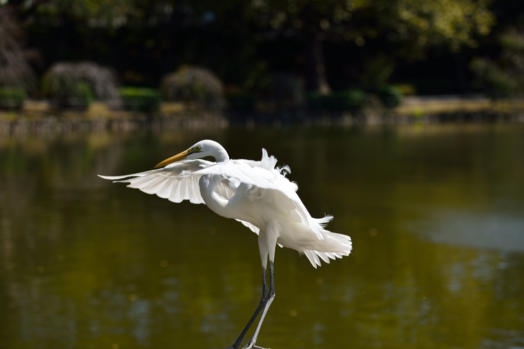 「南斗！水鳥拳」