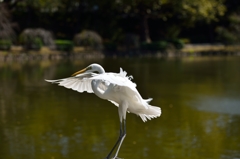 「南斗！水鳥拳」