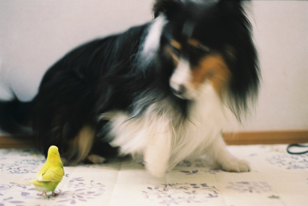 フィルム写真５　ちゃいにちょっかい出すぴーちゃん