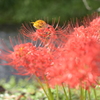 曼珠沙華