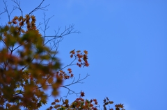 紅葉の秋