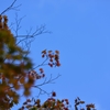 紅葉の秋