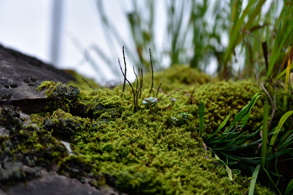 苔とシダ